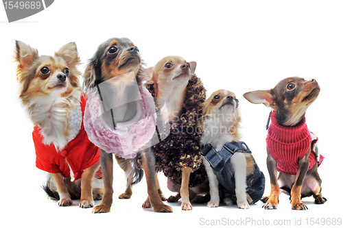 Image of five chihuahuas