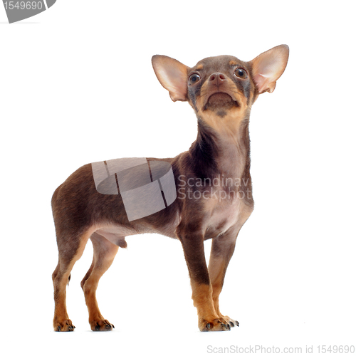 Image of puppy chihuahua