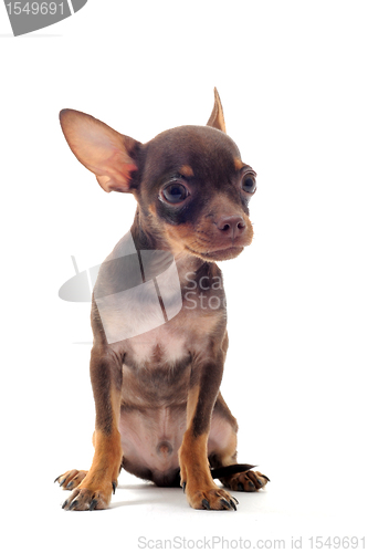 Image of puppy chihuahua
