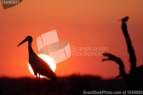 Image of stork and sunset