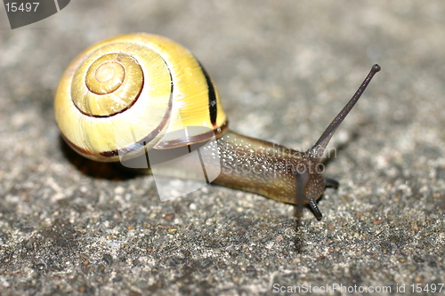 Image of Snail