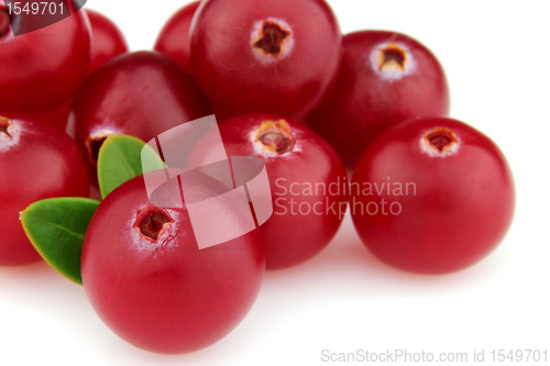 Image of Cranberry 