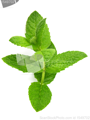 Image of Branch of mint