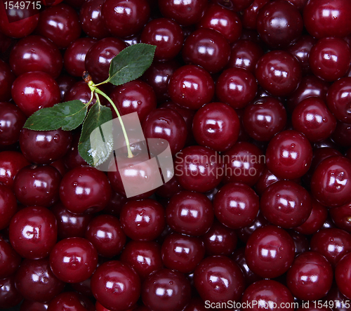 Image of Wet ripe red cherries as background 