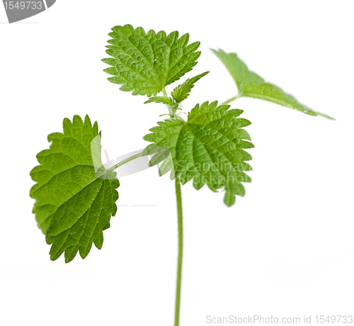 Image of Urtica dioica plant leaves