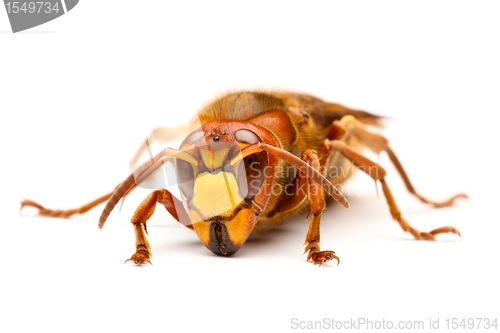 Image of European hornet, Vespa crabro