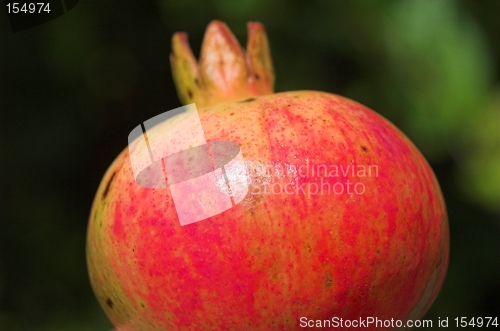 Image of pomegranate