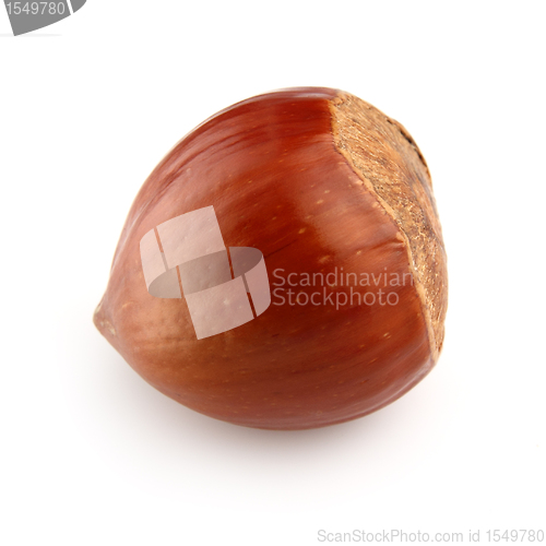 Image of One hazelnut