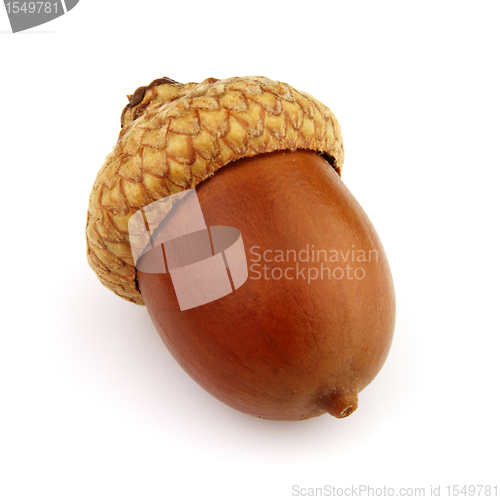 Image of Dried acorn