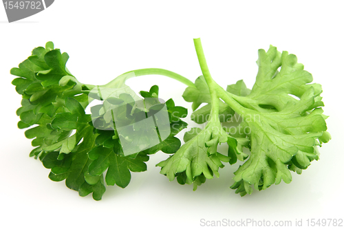 Image of Fresh parsley