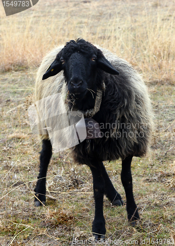 Image of Sheep with bell-flower