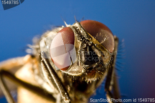 Image of Horse fly with black background and huge compound eyes