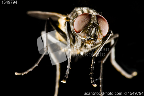 Image of horse fly with black background