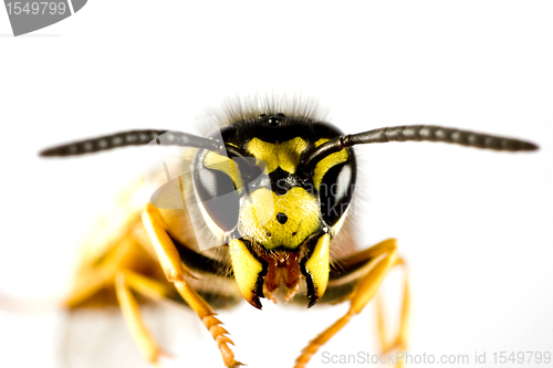 Image of head of wasp in white background