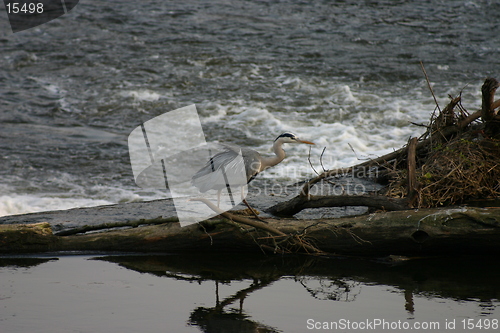 Image of Heron on River