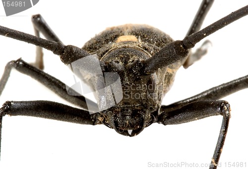 Image of Isolated beetle on white background