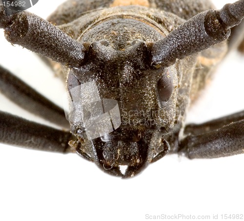 Image of Isolated beetle on white background