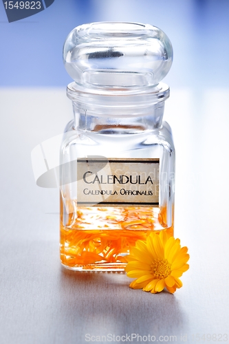 Image of Calenudla Officinalis plant extract