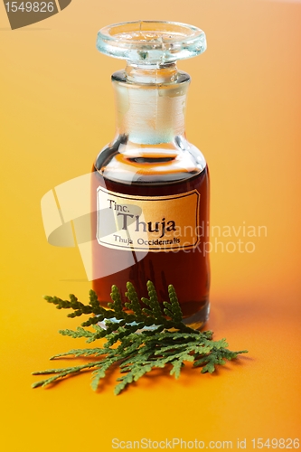 Image of Thuja Occidentalis plant and extract