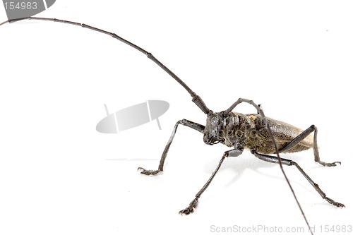 Image of Isolated beetle on white background