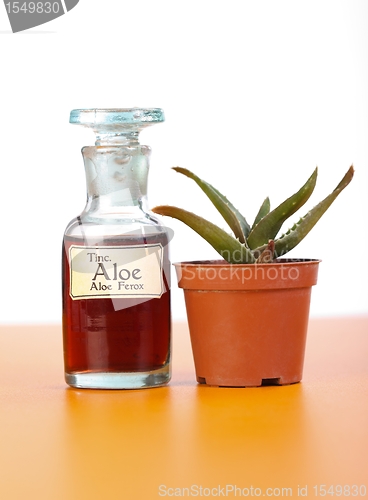 Image of Aloe Ferrox plant and extract in bottle