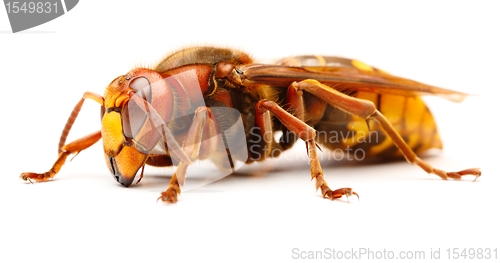 Image of European hornet, Vespa crabro