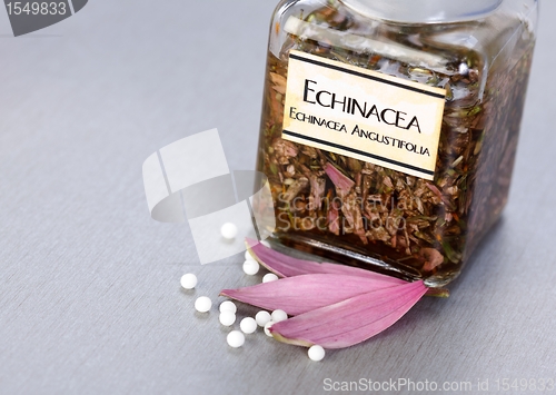 Image of Echinacea Officinalis plant extract