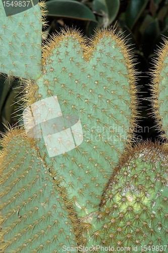 Image of Funny cactus in shape of heart