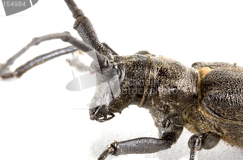 Image of Isolated beetle on white background