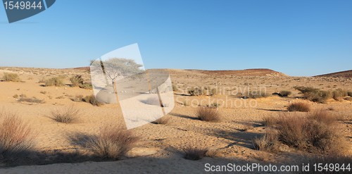 Image of Acacia tree in the desert at sunset