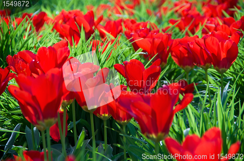 Image of tulips