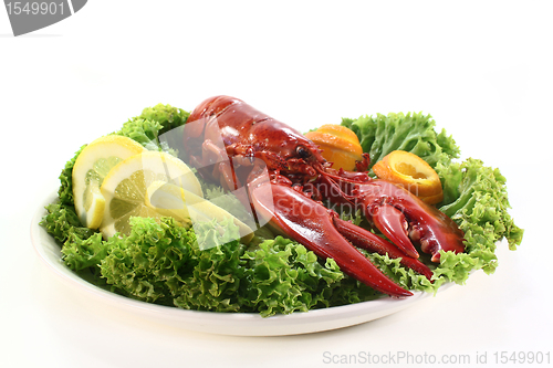 Image of lobster