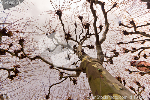 Image of The tree with many arms