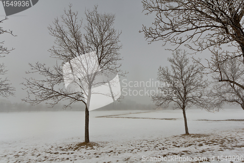 Image of Trees on a foggy day 