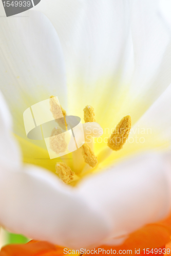 Image of detailed image of tulip