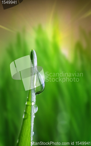 Image of waterdrop on green on a blade of grass