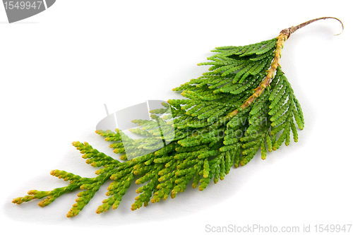 Image of thujas twig
