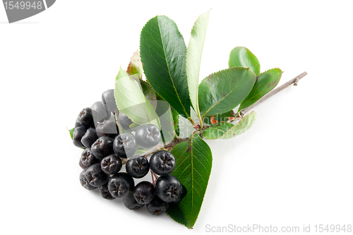 Image of Black Chokeberry (Aronia)