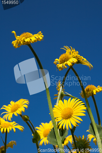 Image of yellow spring flowers against blue sky