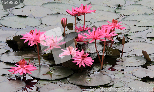 Image of Pink lotuses