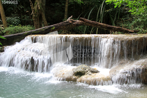 Image of Tree and waterfall