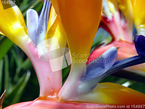 Image of Bird of Paradise