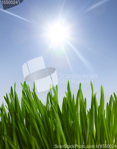 Image of grass and sunlight