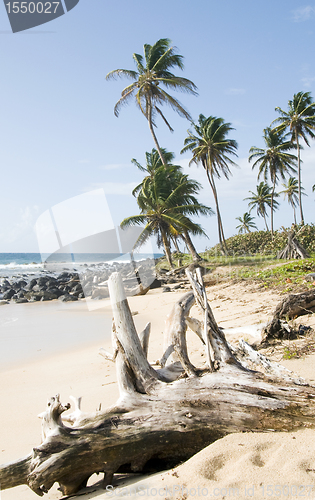 Image of driftwood coconut palm trees undeveloped beach Corn Island Nicar