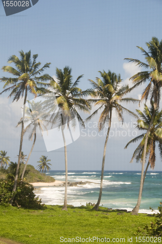 Image of coconut palm trees undeveloped beach Corn Island Nicaragua