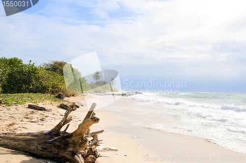 Image of driftwood coconut palm trees undeveloped beach Corn Island Nicar