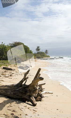 Image of driftwood coconut palm trees undeveloped beach Corn Island Nicar