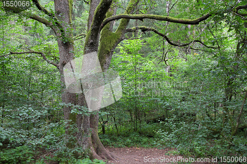 Image of Primeval forest in Poland