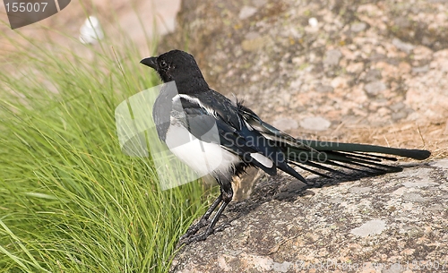 Image of magpie