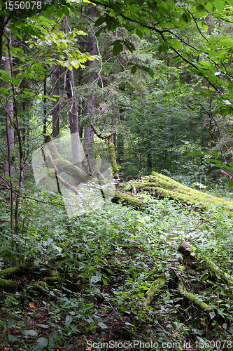 Image of Bialowieza primeval forest
